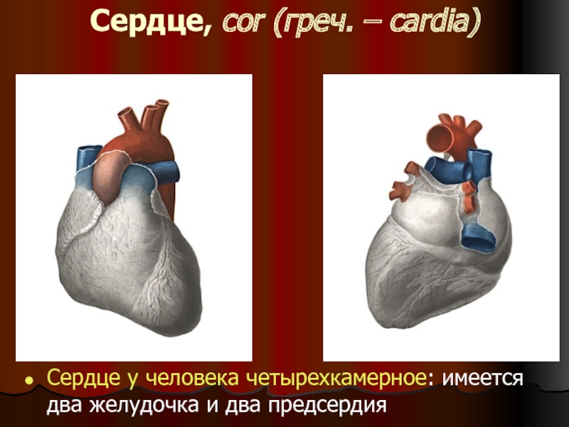 Четырехкамерное сердце наличие диафрагмы кожные покровы