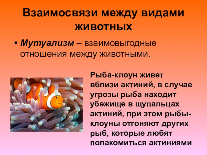 Отношения рыбы клоуна и актинии