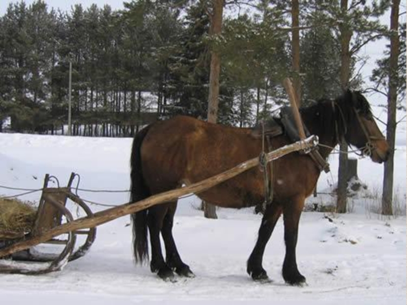 Лошади сани деревья бык. Телега с лошадью. Лошади в деревне зимой. Сани в деревне. Лошадь с санями.