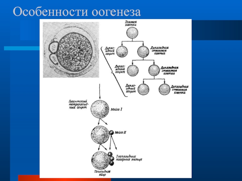 Гаметогенез презентация 10