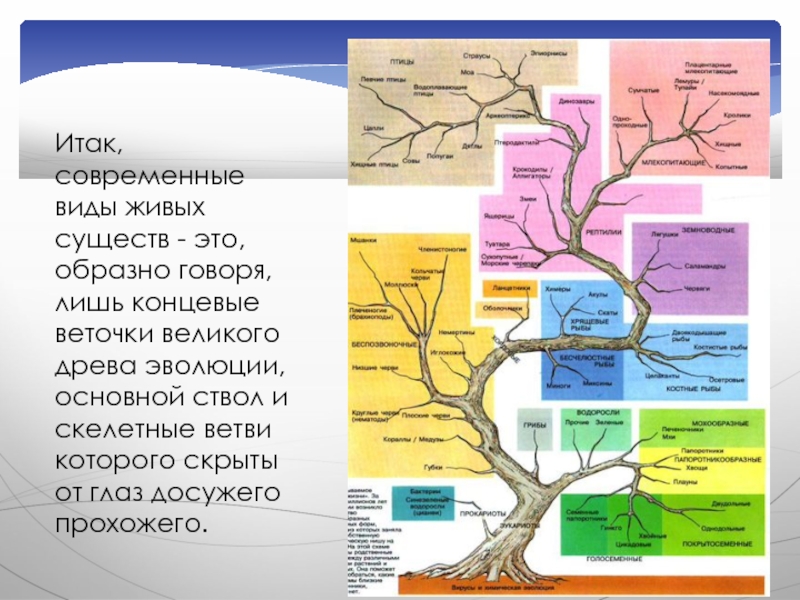 Эволюция живых организмов презентация