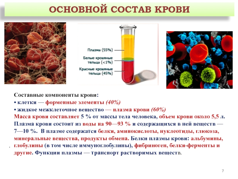 Состав крови фото