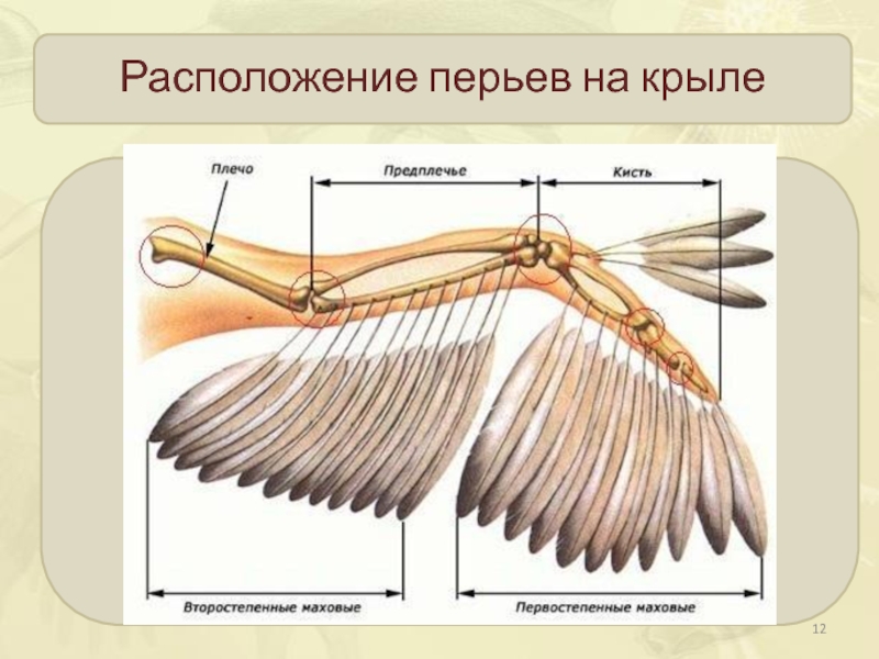 Схема скелета крыла и расположения маховых перьев