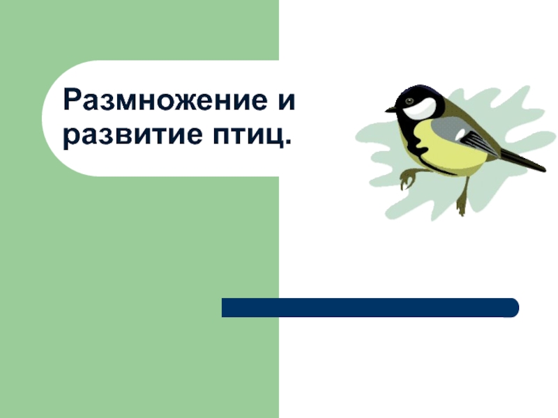 Размножение и развитие птиц