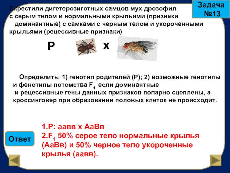 Генетика мухи дрозофилы задачи. Скрещивание мух с серым телом. Скрестили самцов мух дрозофил с серым телом и нормальными крыльями.