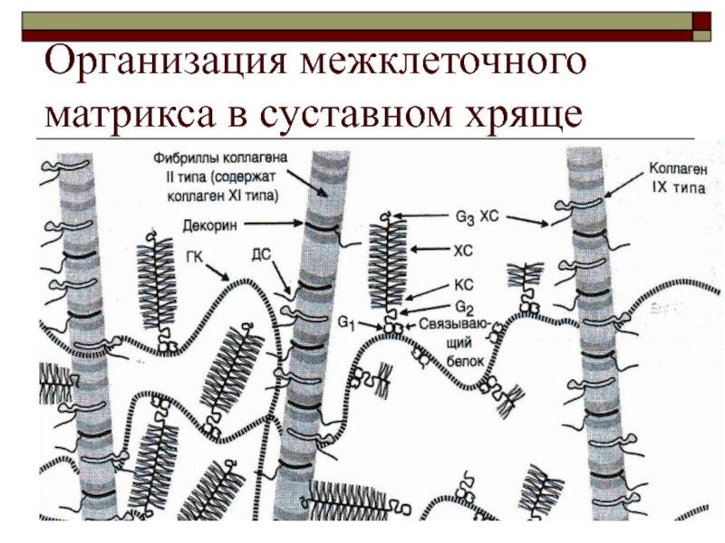 Межклеточный матрикс. Межклеточный Матрикс соединительной ткани биохимия. Организация межклеточного матрикса в суставном хряще. Безклеточный Матрикс соединительной ткани. Организация межклеточного матрикса соединительной ткани.