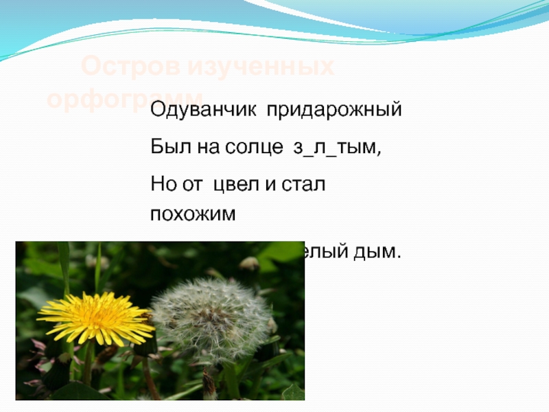 Слова букв одуванчик. Одуванчик орфограмма. Одуванчик орфограмма в слове. Подчеркнуть орфограммы в слове одуванчик. Одуванчики слова.