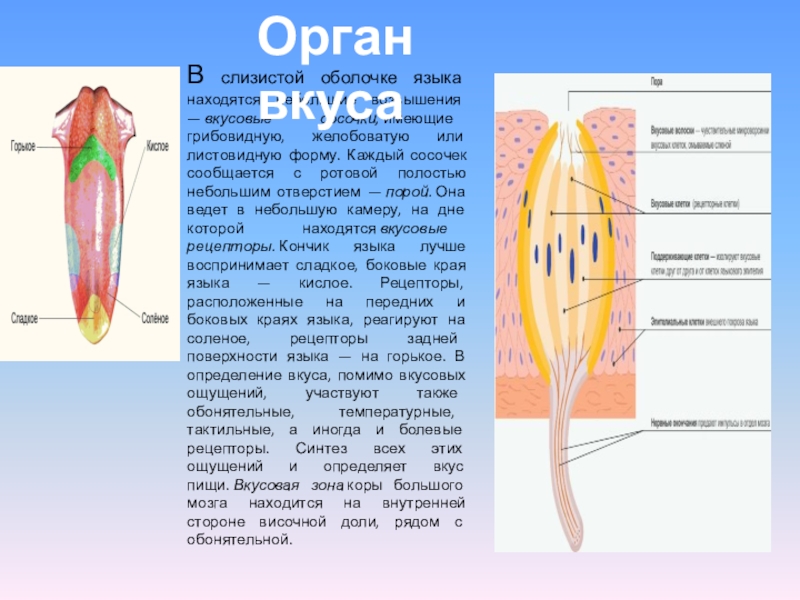 Орган вкуса. Орган вкуса расположен. Орган вкуса функции. Особенности органа вкуса.