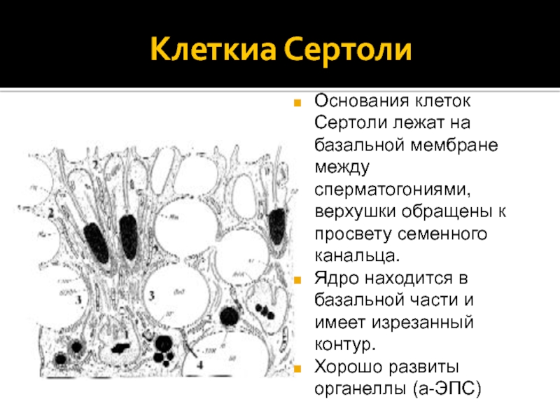 Основание клетки. Роль клеток Сертоли. Эндокринная функция клеток Сертоли. Какие функции выполняют клетки Сертоли. Морфофункциональная характеристика клеток Сертоли.