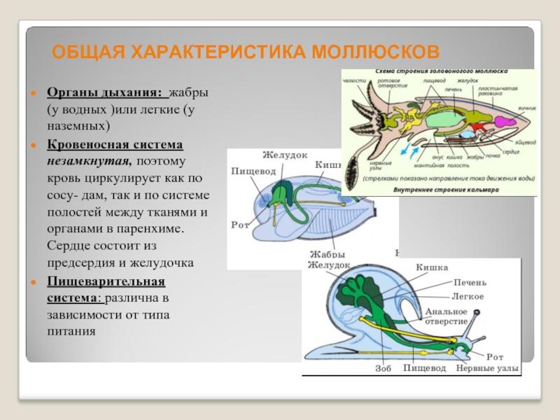 Органы дыхания моллюсков. Дыхательная система моллюсков схема. Выделительная система двустворчатых головоногих. Выделительная система у двустворчатых головоногих моллюсков. Дыхательная система водных моллюсков.