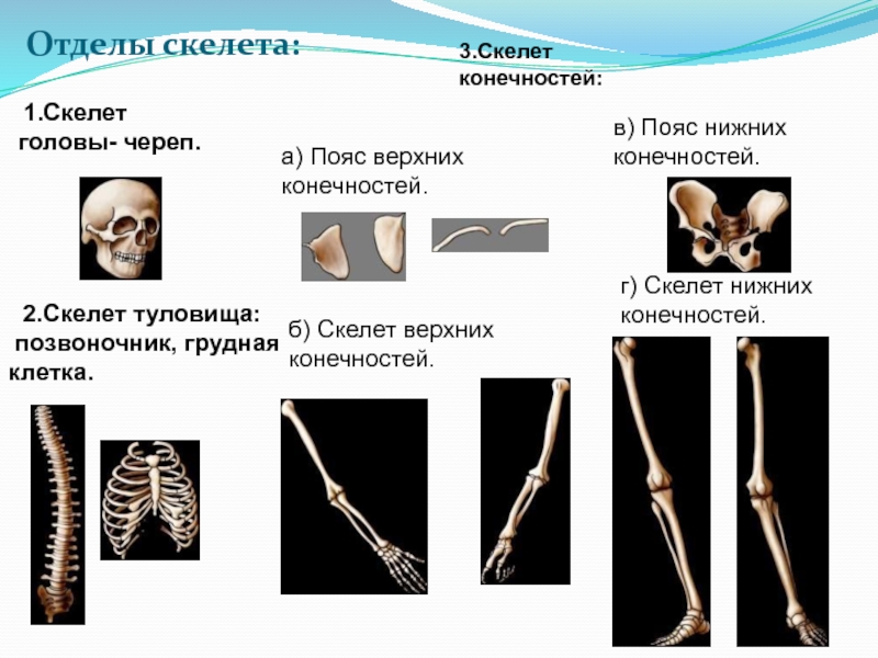 Сколько отделов скелета. Отделы скелета. Скелет отделы скелета. Отделы скелета конечностей человека. Строение скелета головы туловища и конечностей.