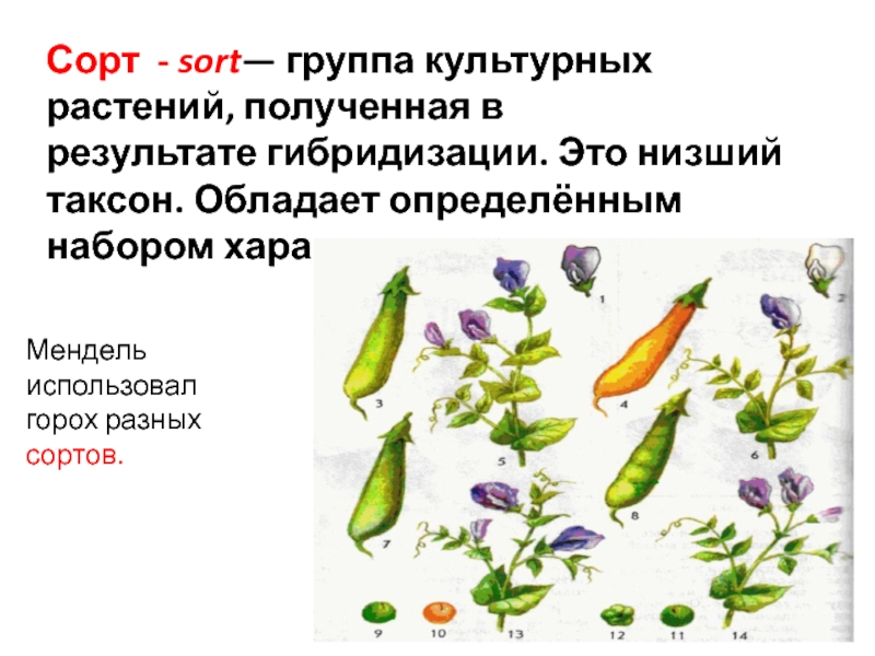 Сорт группа растений. Гибридизация культурных растений. Гибридизация гороха. Техника гибридизации гороха.