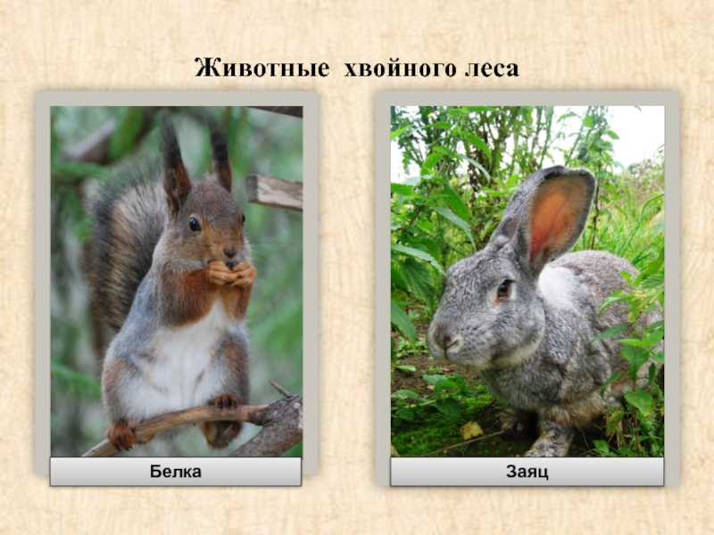 Белка и заяц. Животные хвойного леса. Животные в хвойных лесах. Зайцы и белки.