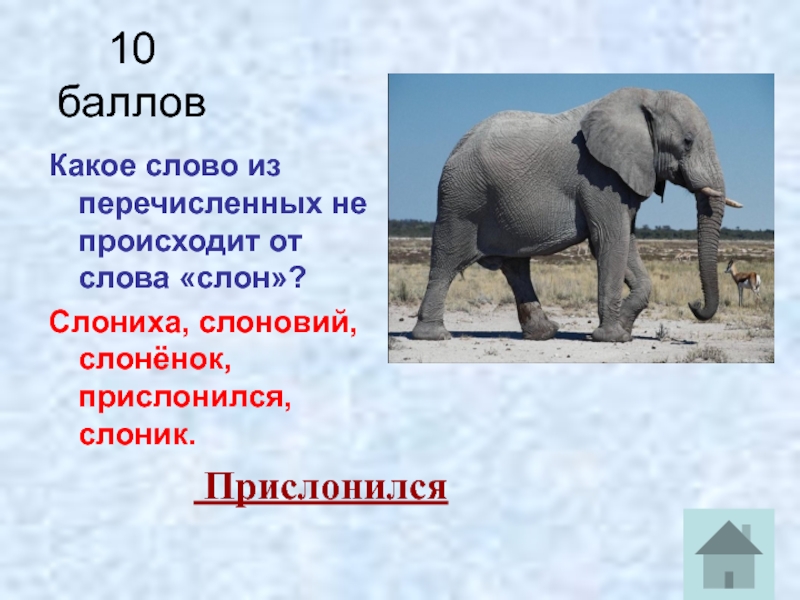 Слон группа организмов. Слон. Описание слона. Предложение про слона. Проект про слона с картинкой.