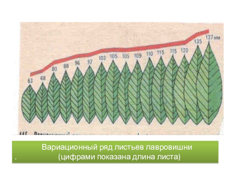 Ширина листьев. Вариационный ряд листьев лавровишни. Вариационный ряд листья. Вариационный ряд листьев растений. Вариационный ряд это в биологии.