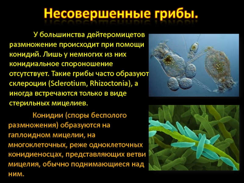 Мицелий грибов одноклеточный многоклеточный. Отдел дейтеромицеты представители. Класс несовершенные грибы Deuteromycetes представители. Дейтеромицеты представители грибов. Группа несовершенные грибы кратко.