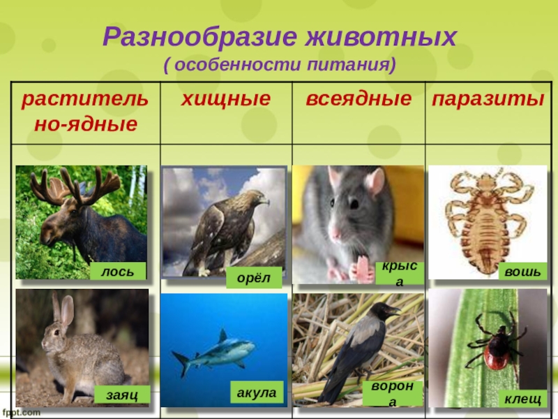 Классы животных по питанию