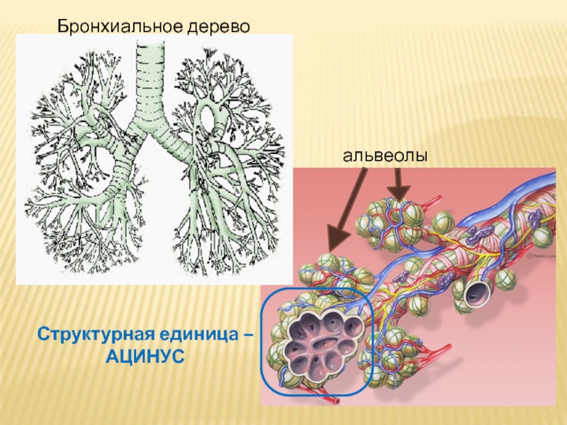 Структурно функциональными единицами легкого являются