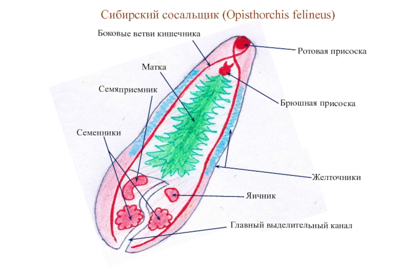 Сибирский сосальщик рисунок