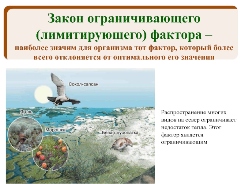 Распространение многих видов на север ограничивает недостаток тепла. Этот фактор является ограничивающим