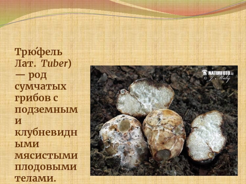 Трю́фель Лат.  Tuber) — род сумчатых грибов с подземными клубневидными мясистыми плодовыми телами.
