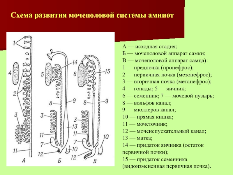 Филогенез выделительной системы презентация