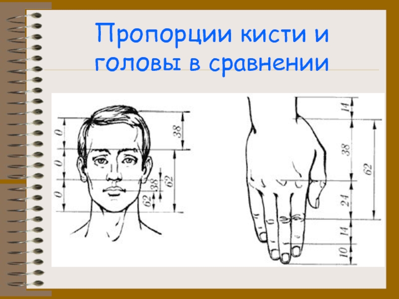 Рук также. Пропорции кисти. Пропорции ладони. Пропорции кисти человека. Пропорции руки человека.