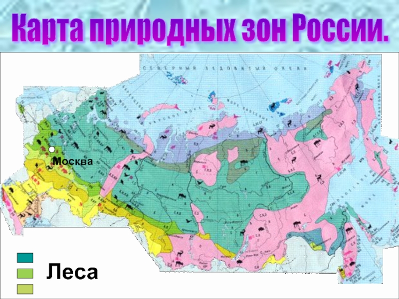 Умеренный пояс какая природная зона. Карта природных зон Москвы. Природная зона Москвы. Клюква в какой природной зоне находится.