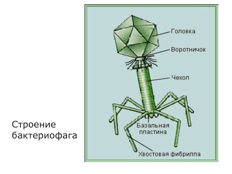 Строение вируса рисунок. Строение бактериофага т2. Т4 бактериофаг микроскоп. Неклеточные формы жизни бактериофаги. Вирус бактериофаг под микроскопом.