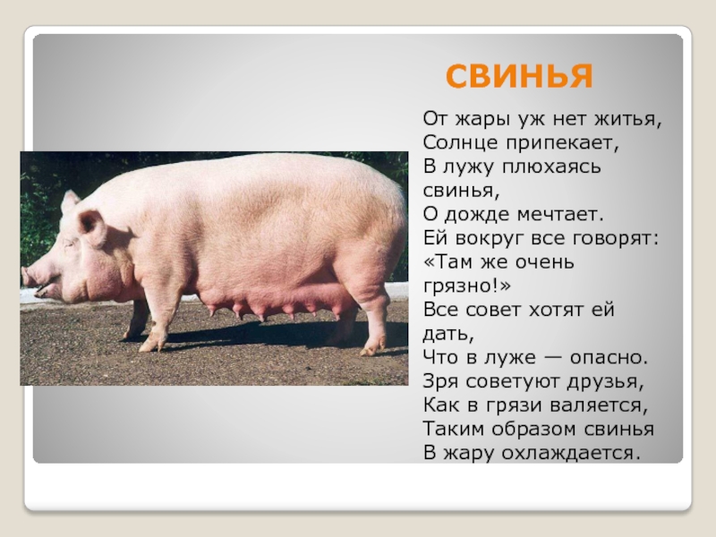 Факты о свиньях