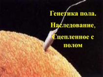 Генетика пола