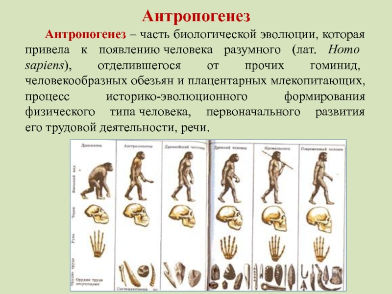 Происхождение человека антропогенез презентация