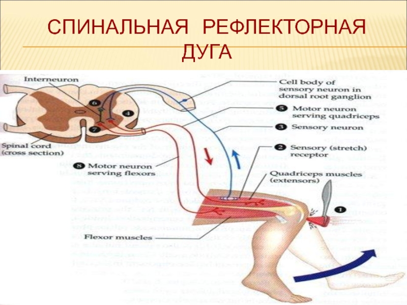 Дуга спинномозгового рефлекса составляют схема