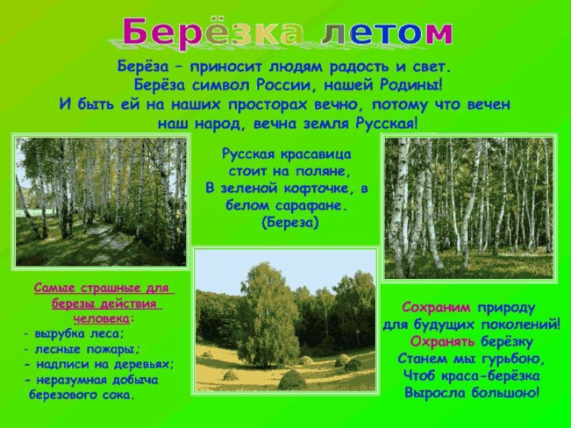 Проект про березу