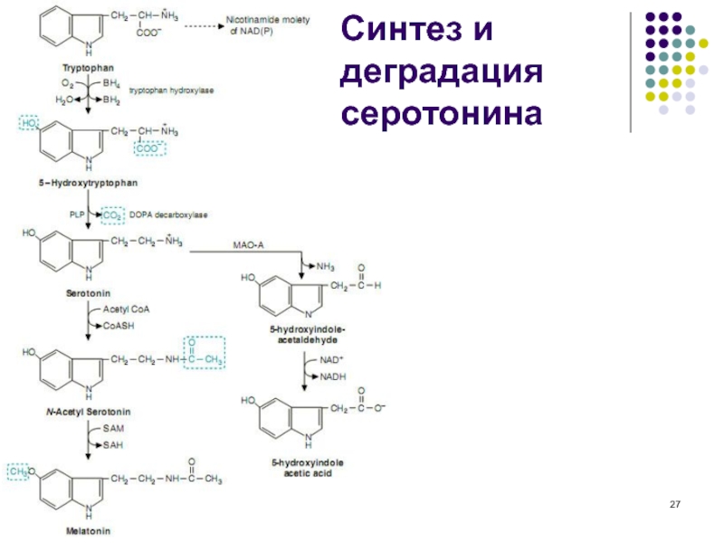 Презентация биохимия нервной системы