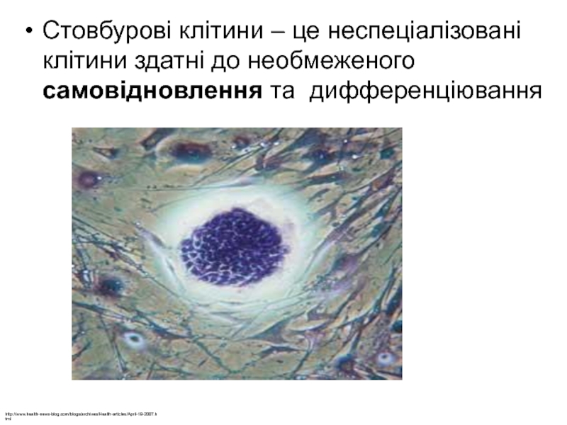 Презентация Стовбурові клітини – це неспеціалізовані клітини здатні до необмеженого