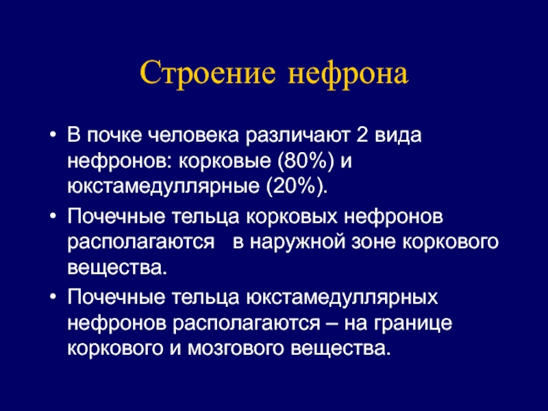 Обзор органов. Тельца юкстамедуллярных нефронов. В почке человека различают. В почках различают 2 слоя.