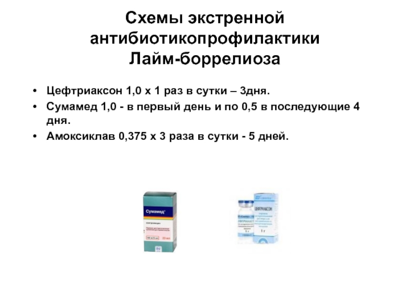 Цефтриаксон при боррелиозе схема