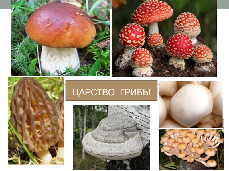 Ц арство грибы