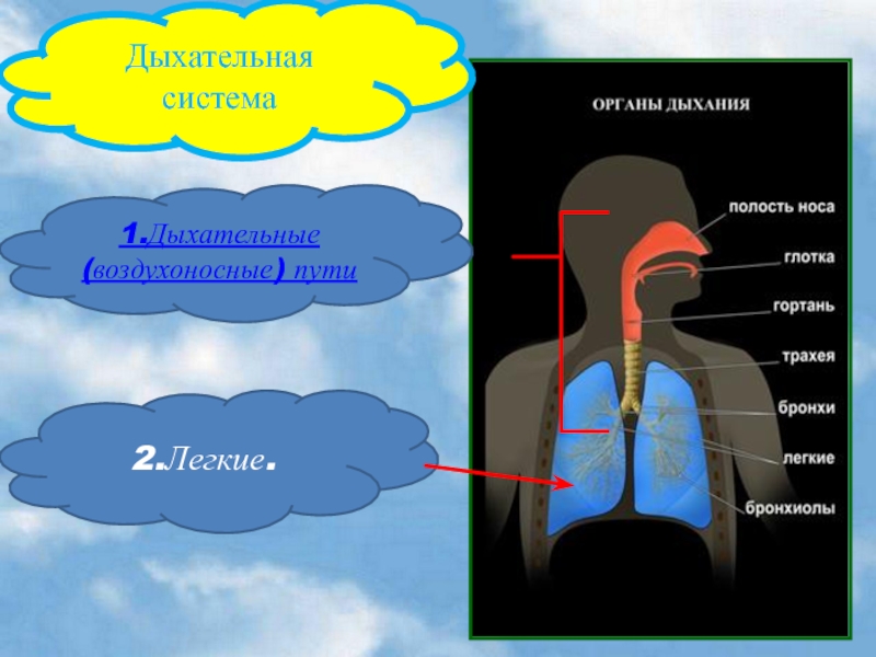 Дыхание 1 8. Дыхательная система воздухоносные пути легкие. Схема воздухоносных путей. К воздухоносным путям органов дыхания относятся ответ. К воздухоносным путям органов дыхания не относятся.