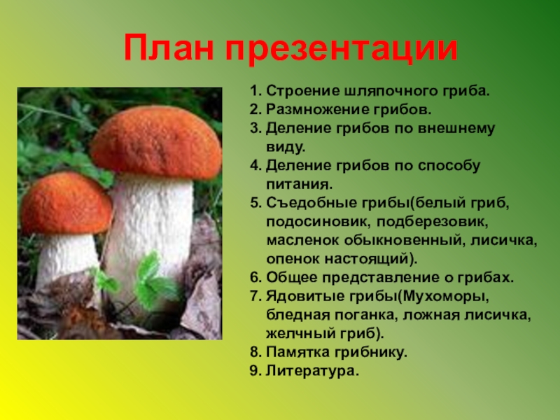 Питание подберезовика. Съедобные Шляпочные грибы подосиновики. Гриб подосиновик Тип размножения. Шляпочные грибы подберезовик. Шляпочные грибы белый гриб.