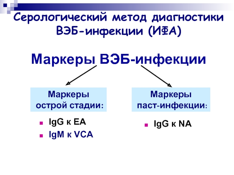 Igm к вирусу эпштейн барра