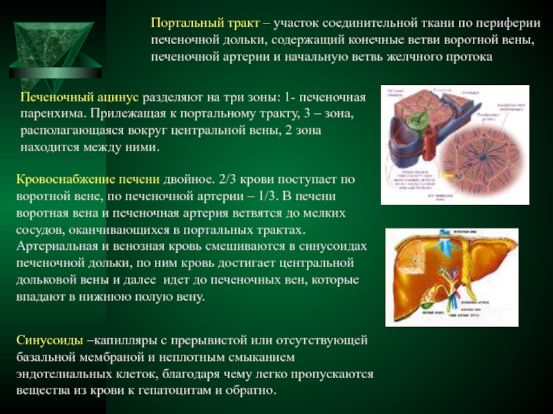 Мандарины при болезни печени. Строение печени портальный тракт. Долька печени портальный тракт. Портальный тракт печени гистология. Портальная долька печени гистология.