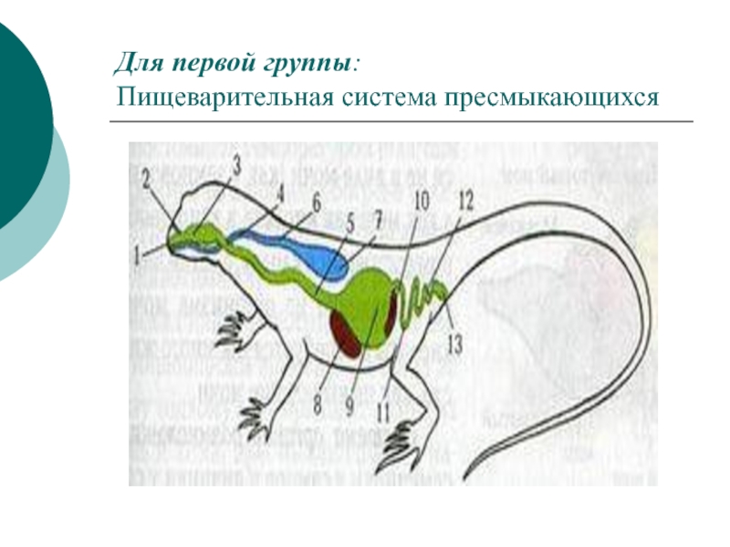 Схема пищеварительной системы пресмыкающихся