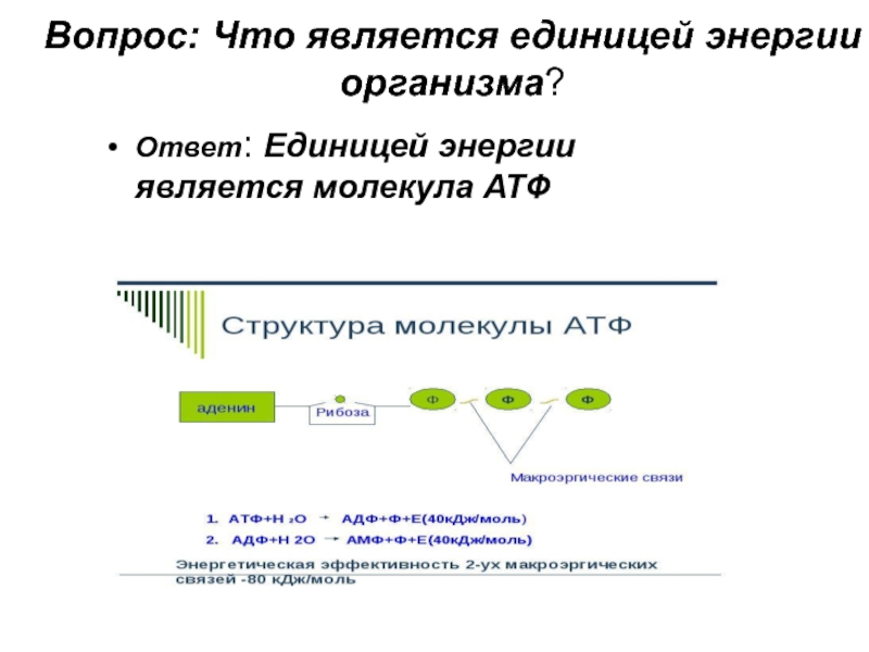 Ответ организма. Что является единицей энергии. Что является единицей психики. Что не является единицей энергии. Единица энергии в организме.