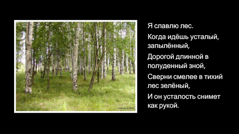 Самый большой текст леса. Стих когда идем в лес. Тихий лес сабы. Тихий лес организация. Тихий лес это как.