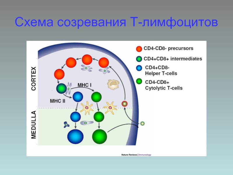 Схема дифференцировки в лимфоцитов