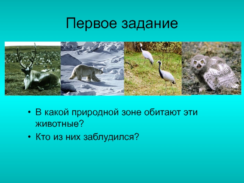 В какой природной зоне обитают обезьяны. Какие животные обитают в каких природных зонах. Какие животные обитают в природных зонах России. Природные зоны и животные обитающие в них. Природные зоны России и животные обитающие 4 класс.