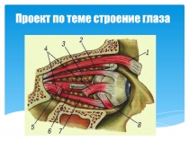 Проект по теме строение глаза 4 класс