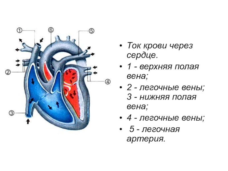Система тока крови через сердце. Верхняя полая Вена какая кровь. Изоляция легочных вен